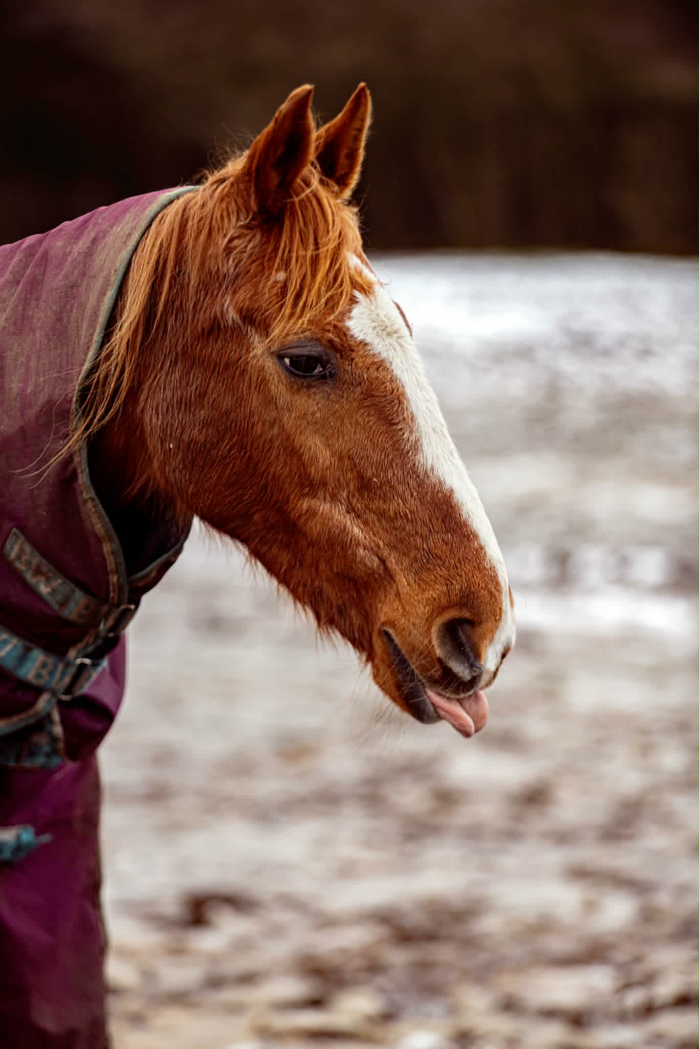 TAK Pony Rescue photo