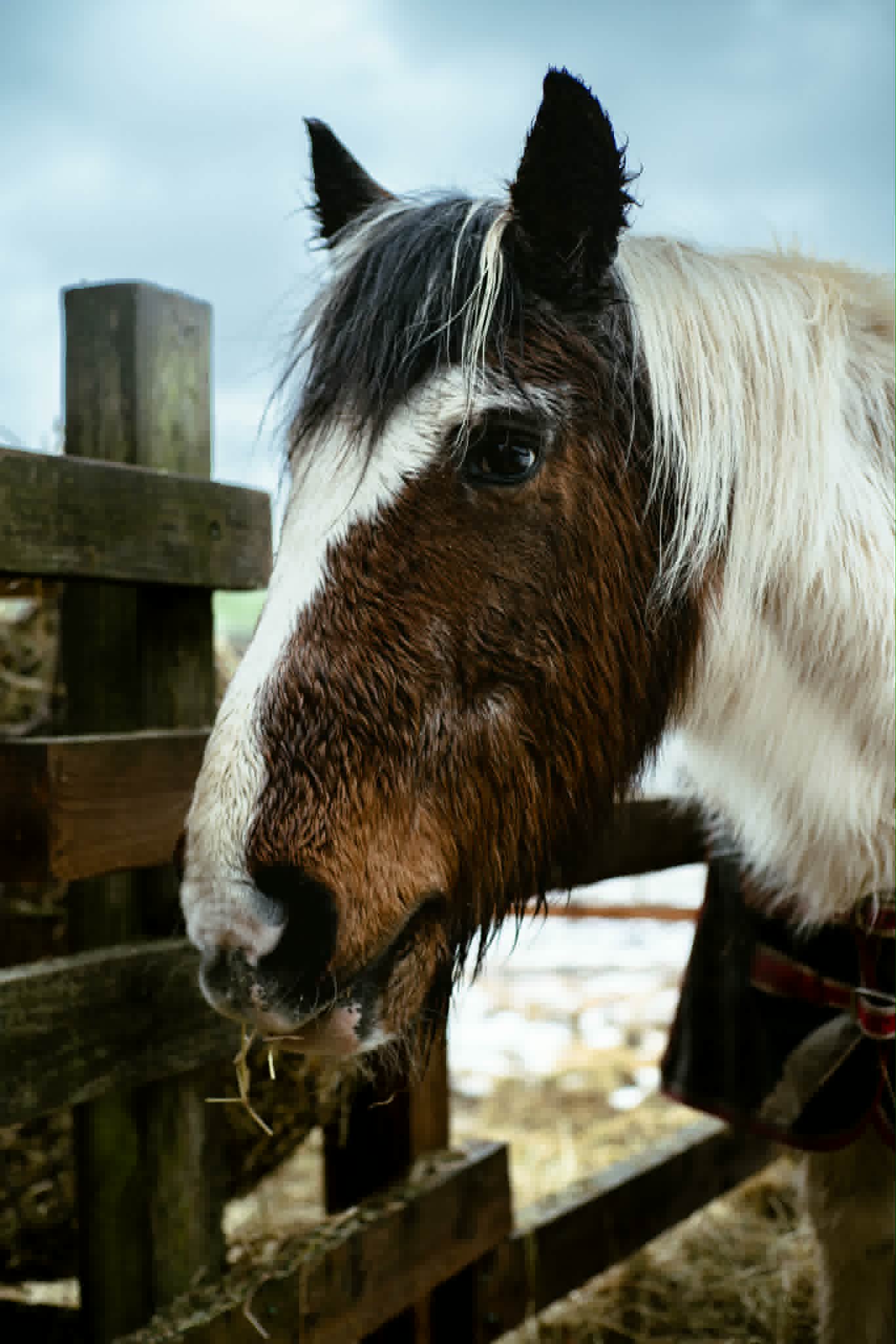 TAK Pony Rescue photo