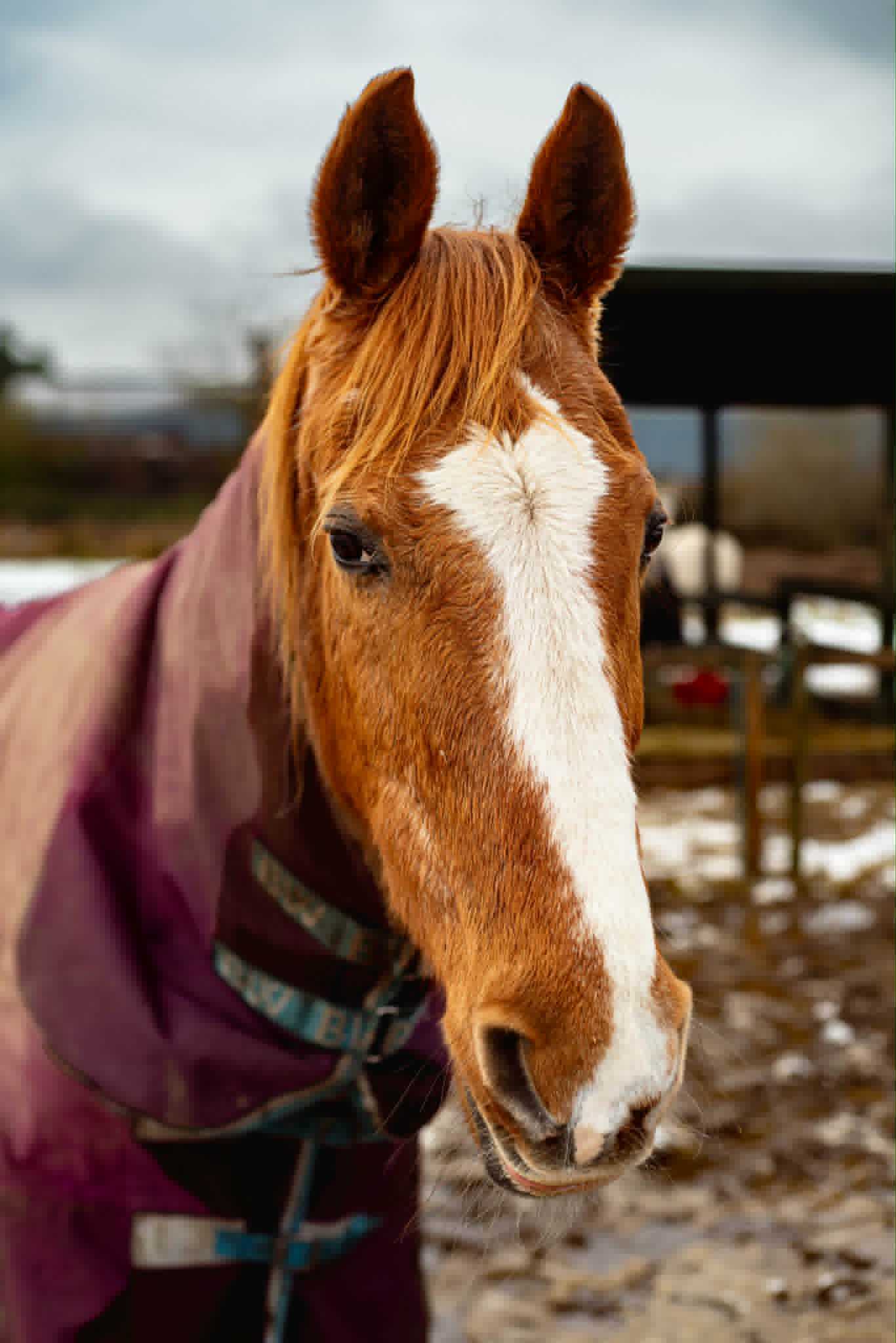 TAK Pony Rescue photo