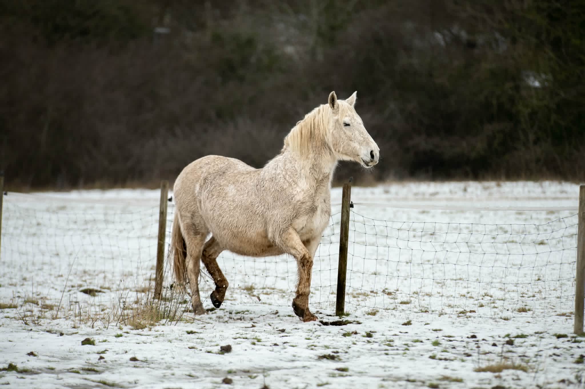 TAK Pony Rescue photo