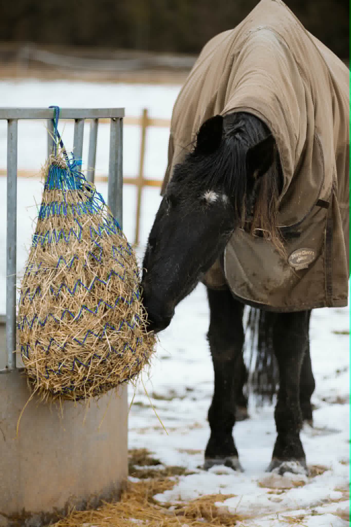 TAK Pony Rescue photo