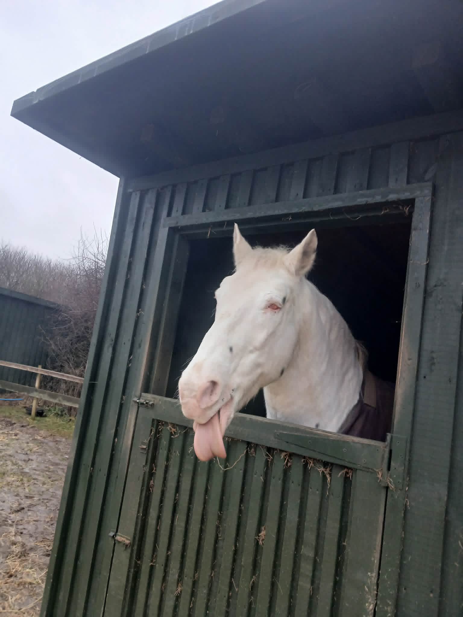 TAK Pony Rescue photo