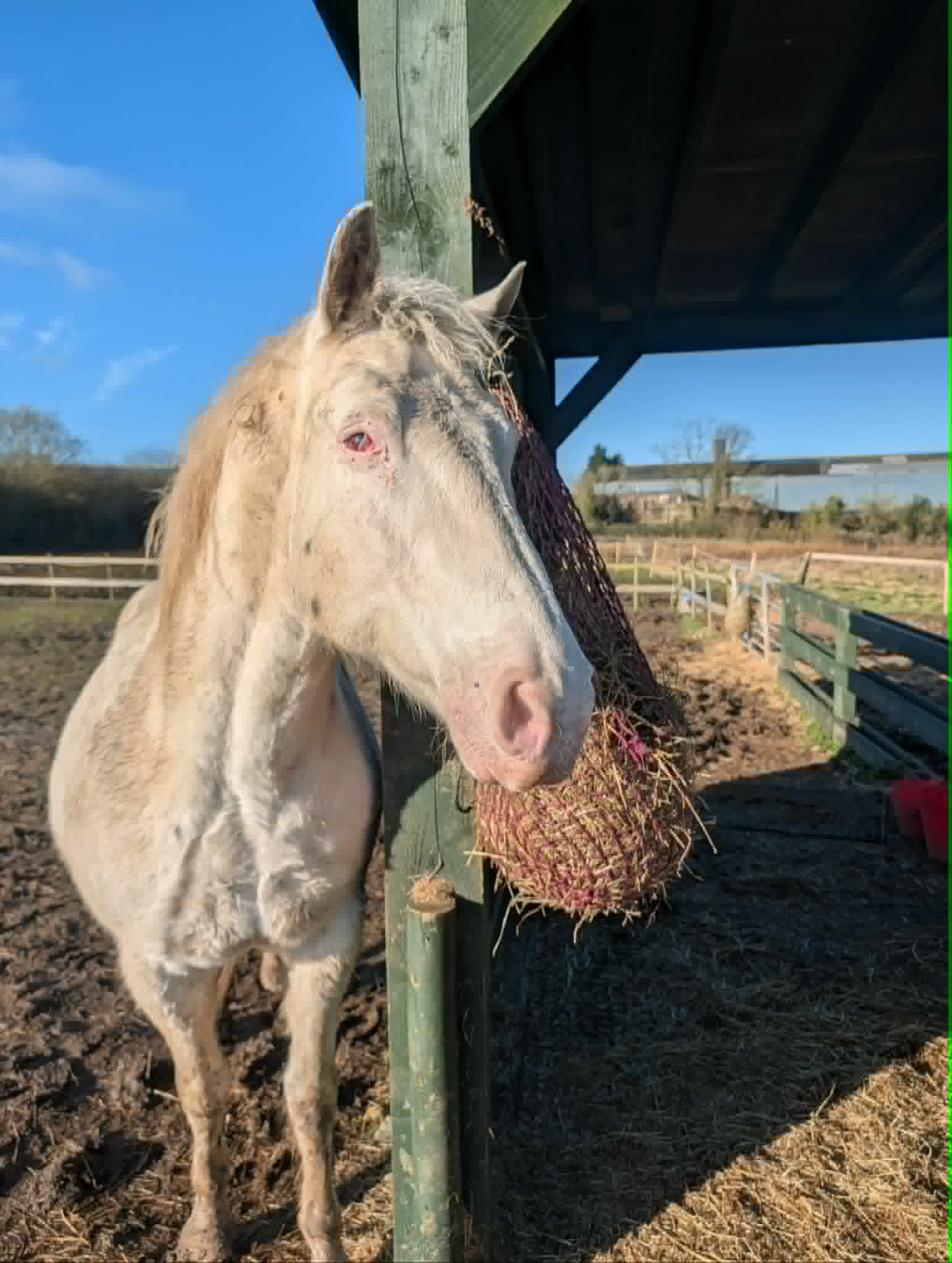 TAK Pony Rescue photo
