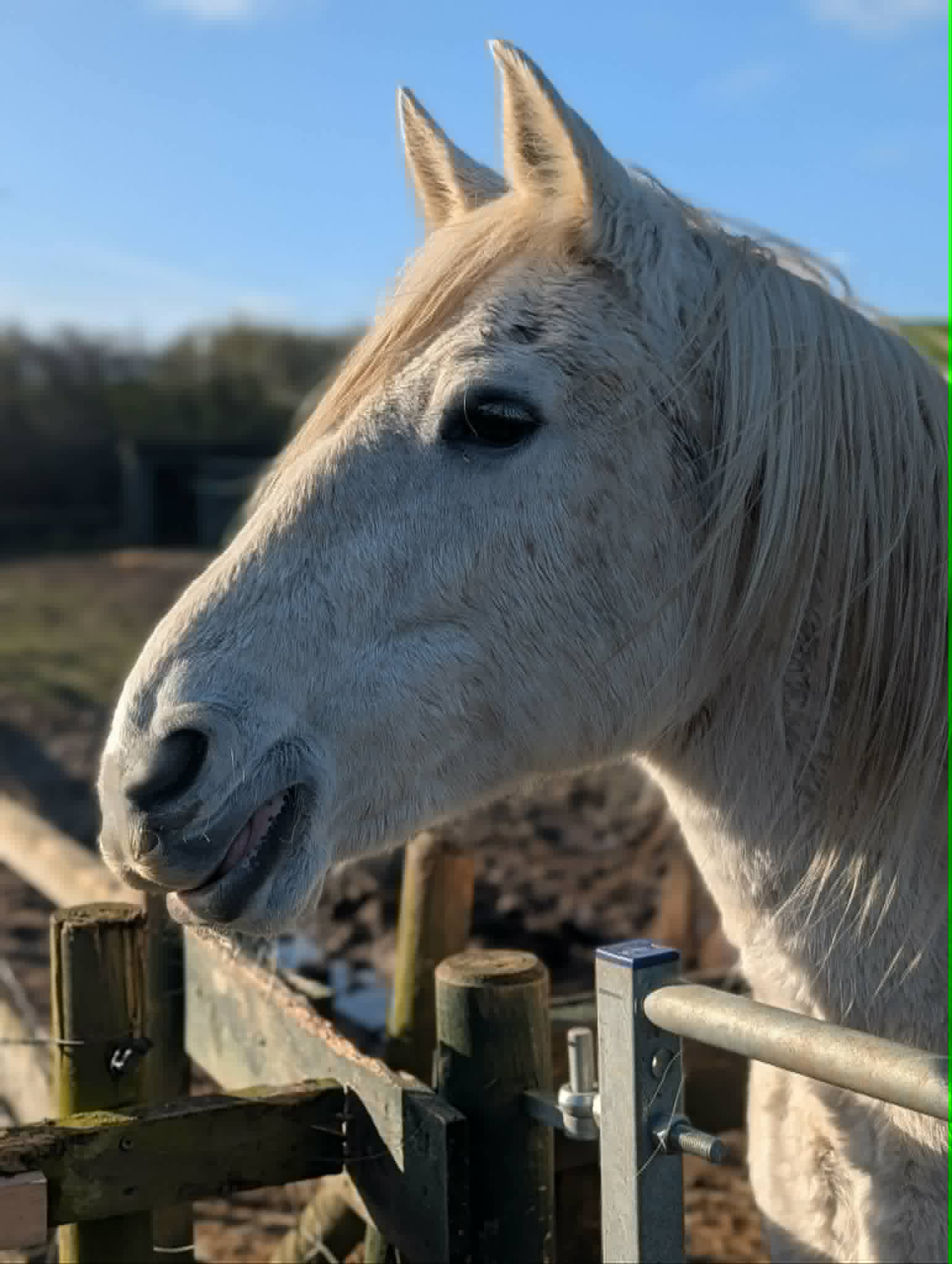 TAK Pony Rescue photo