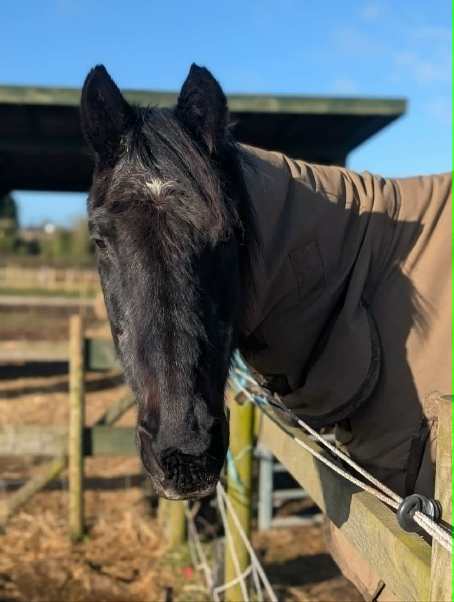 TAK Pony Rescue photo