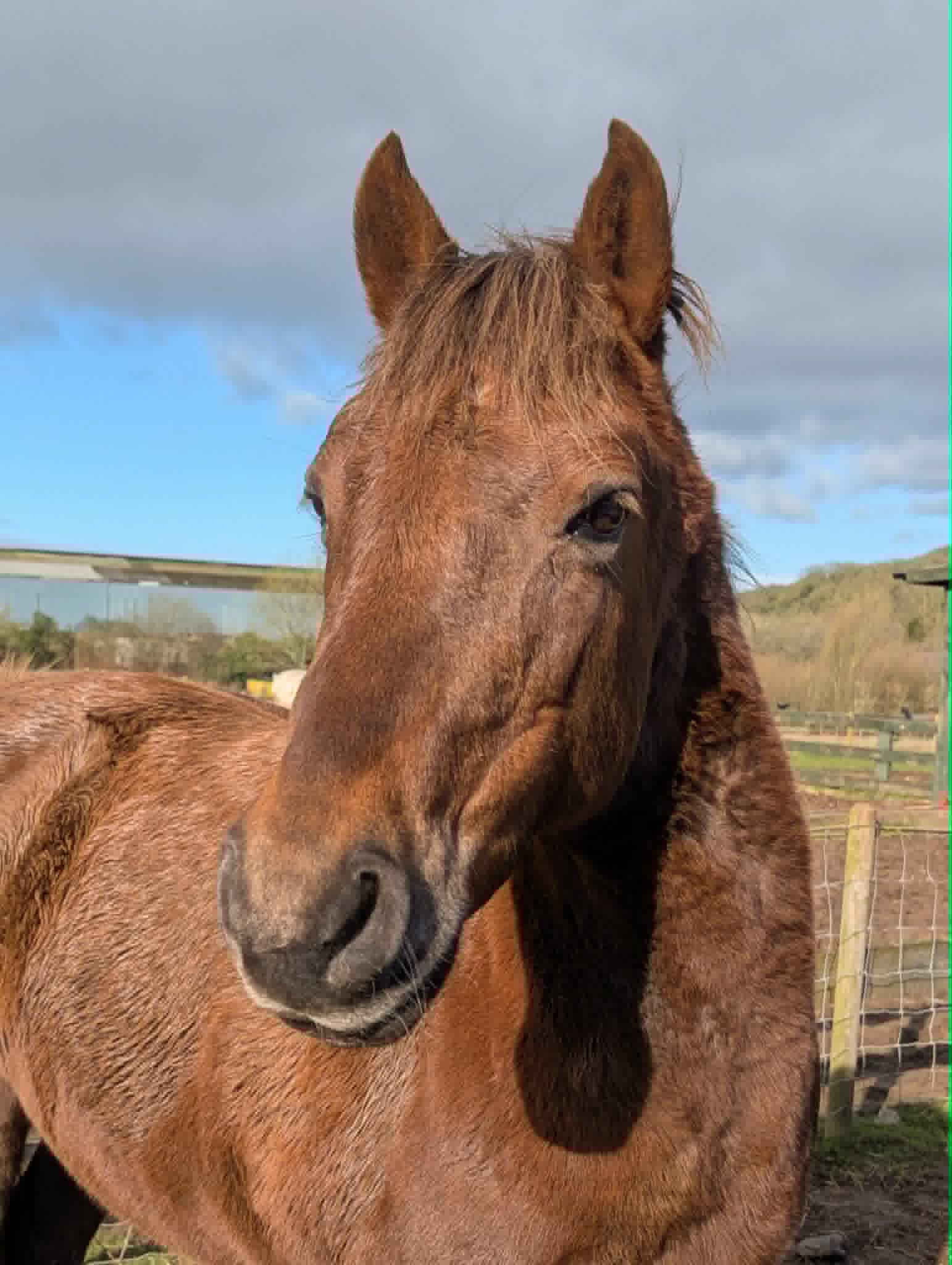 TAK Pony Rescue photo
