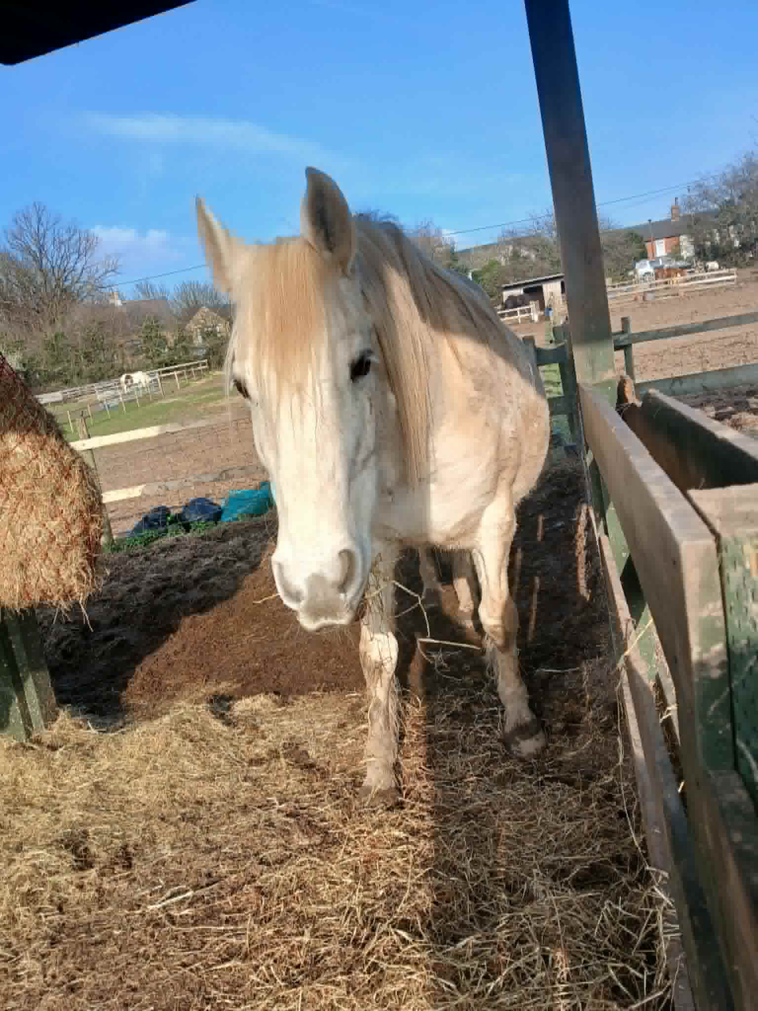 TAK Pony Rescue photo