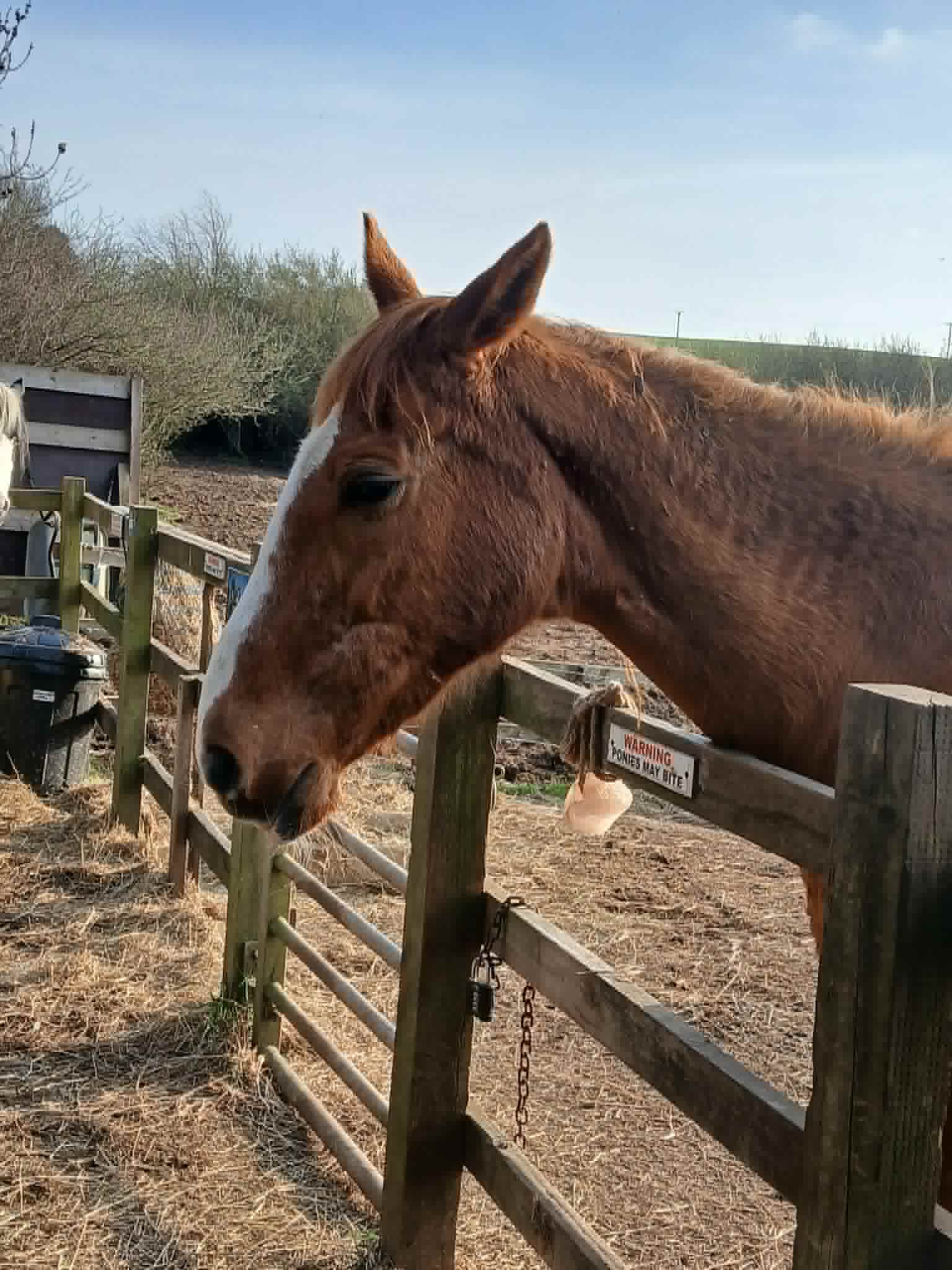 TAK Pony Rescue photo