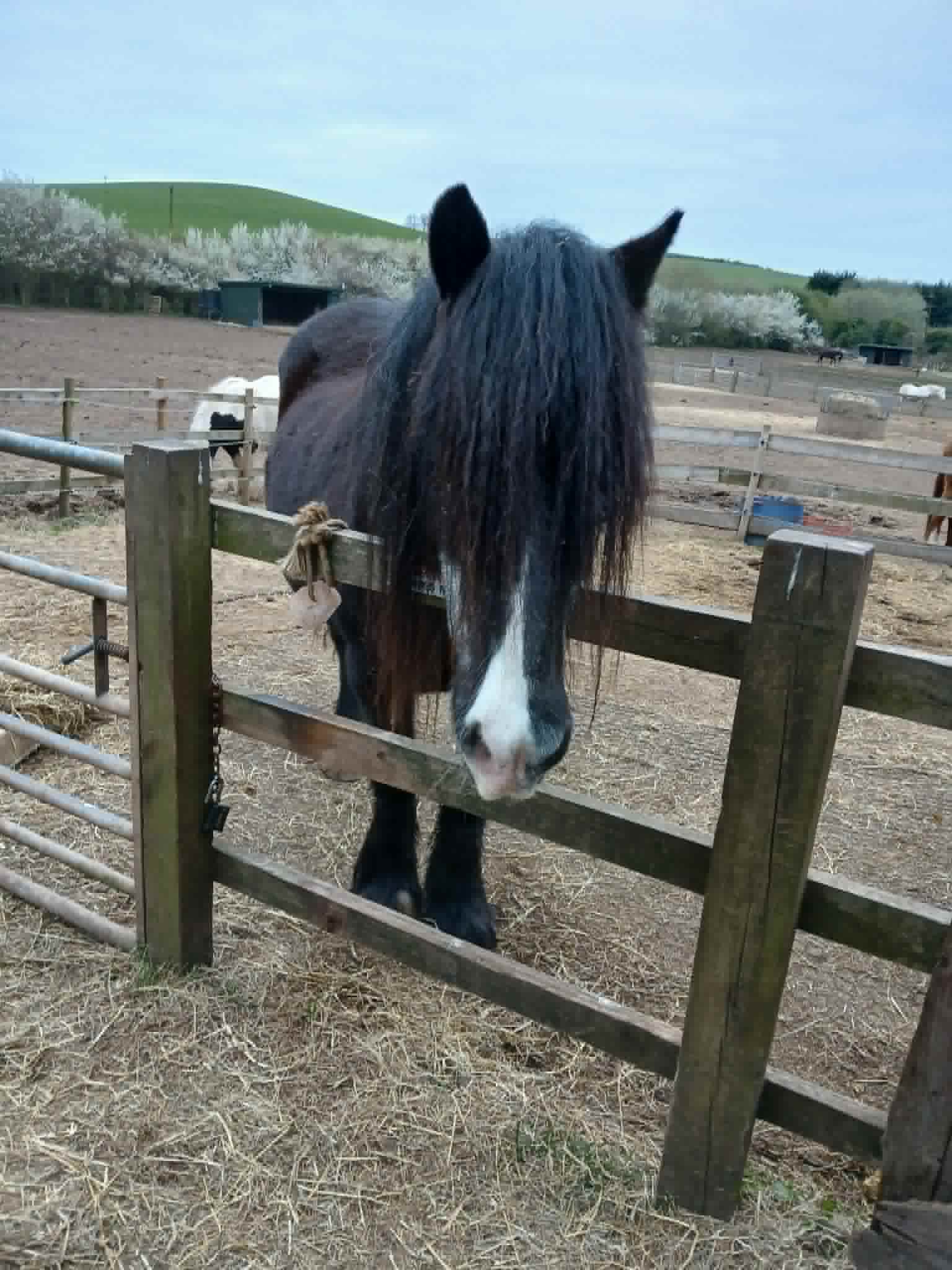 TAK Pony Rescue photo