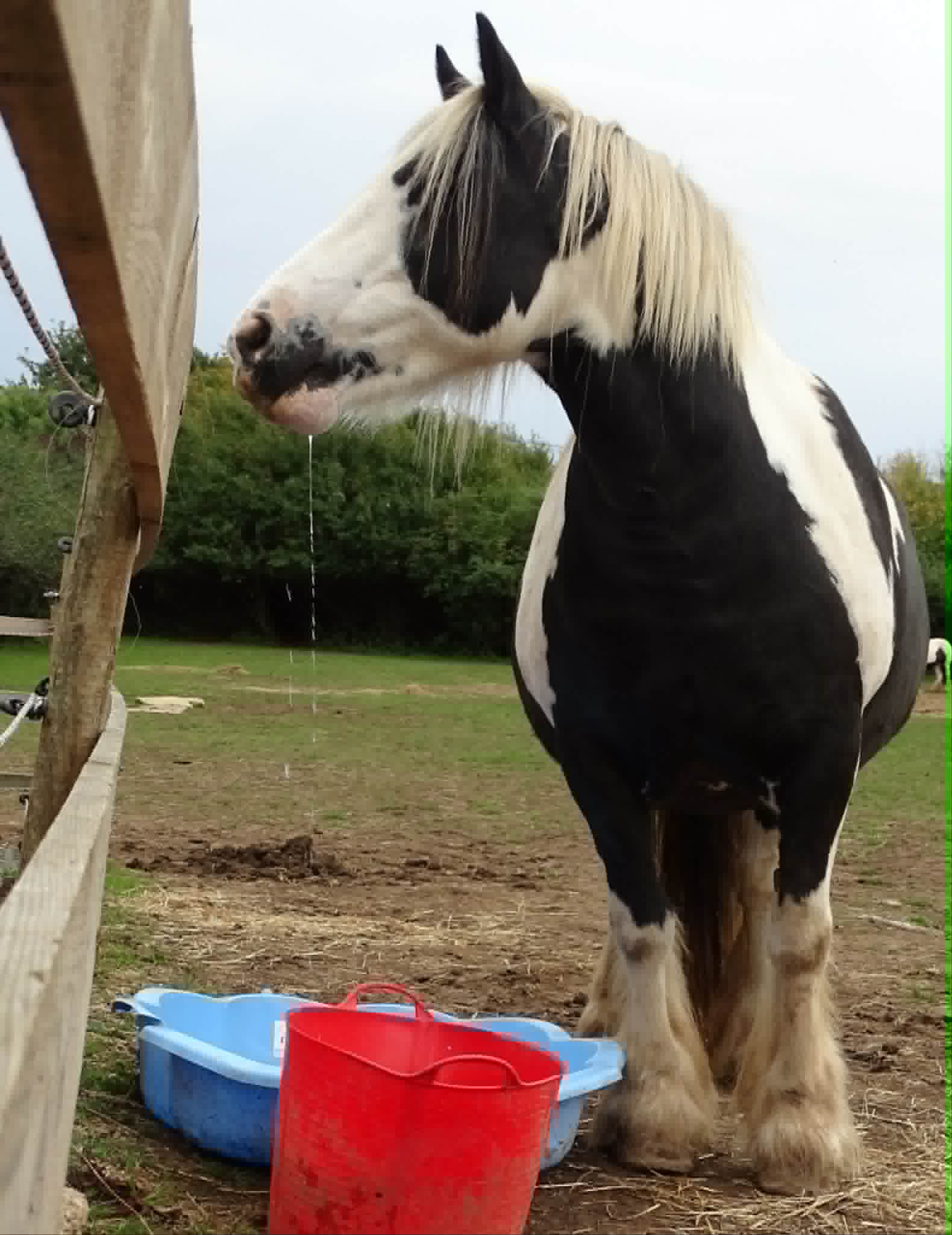 TAK Pony Rescue photo