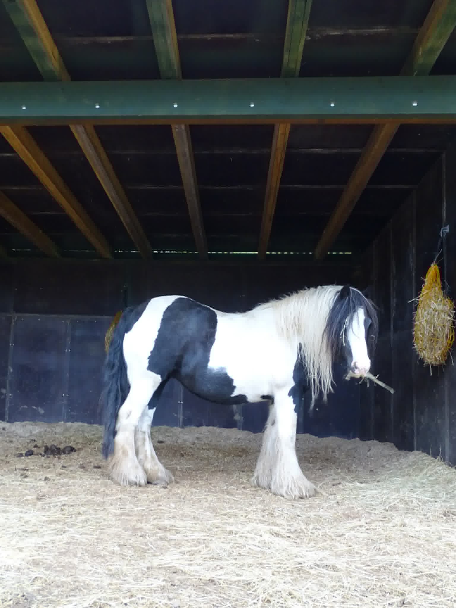 TAK Pony Rescue photo