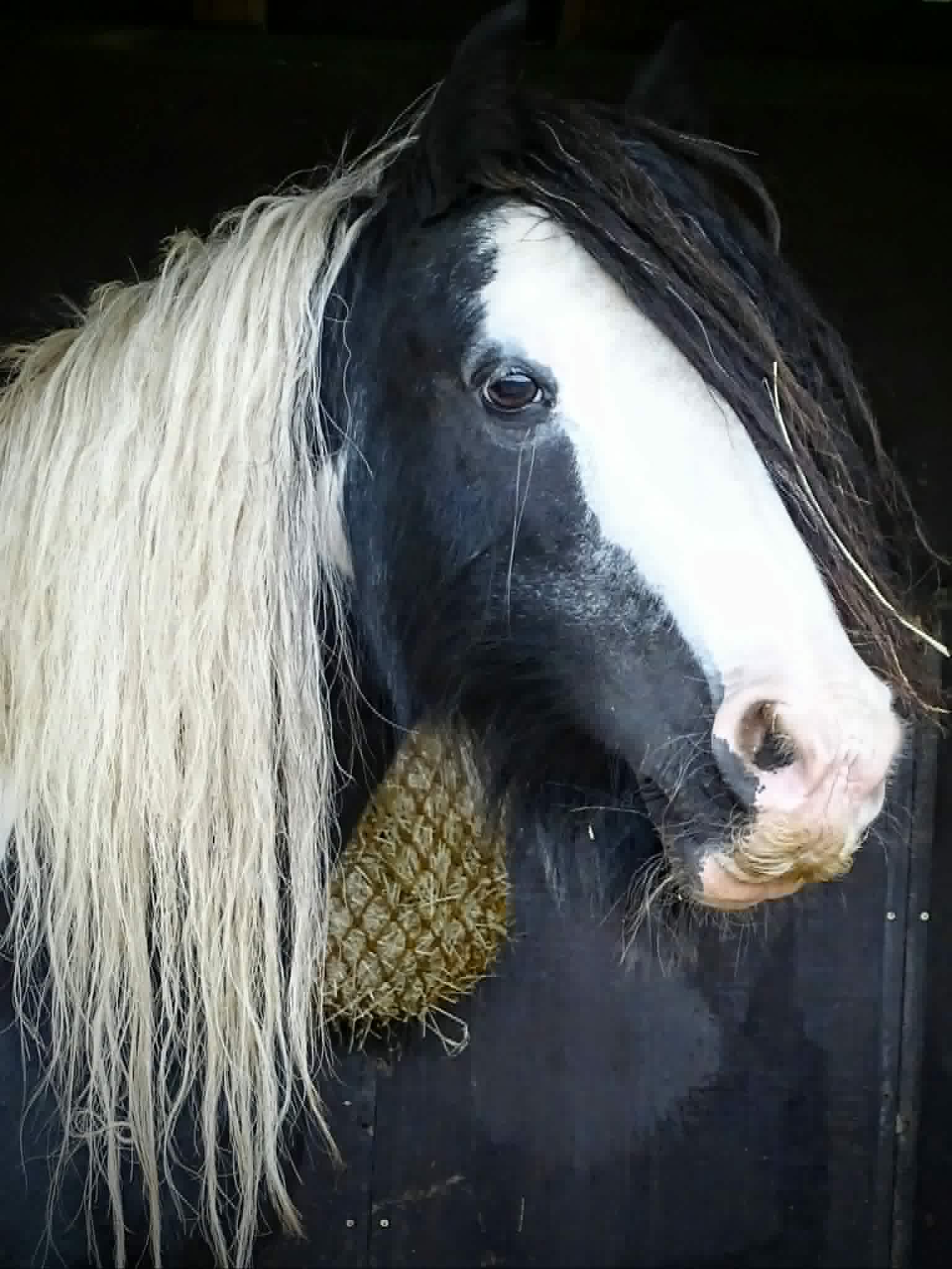 TAK Pony Rescue photo
