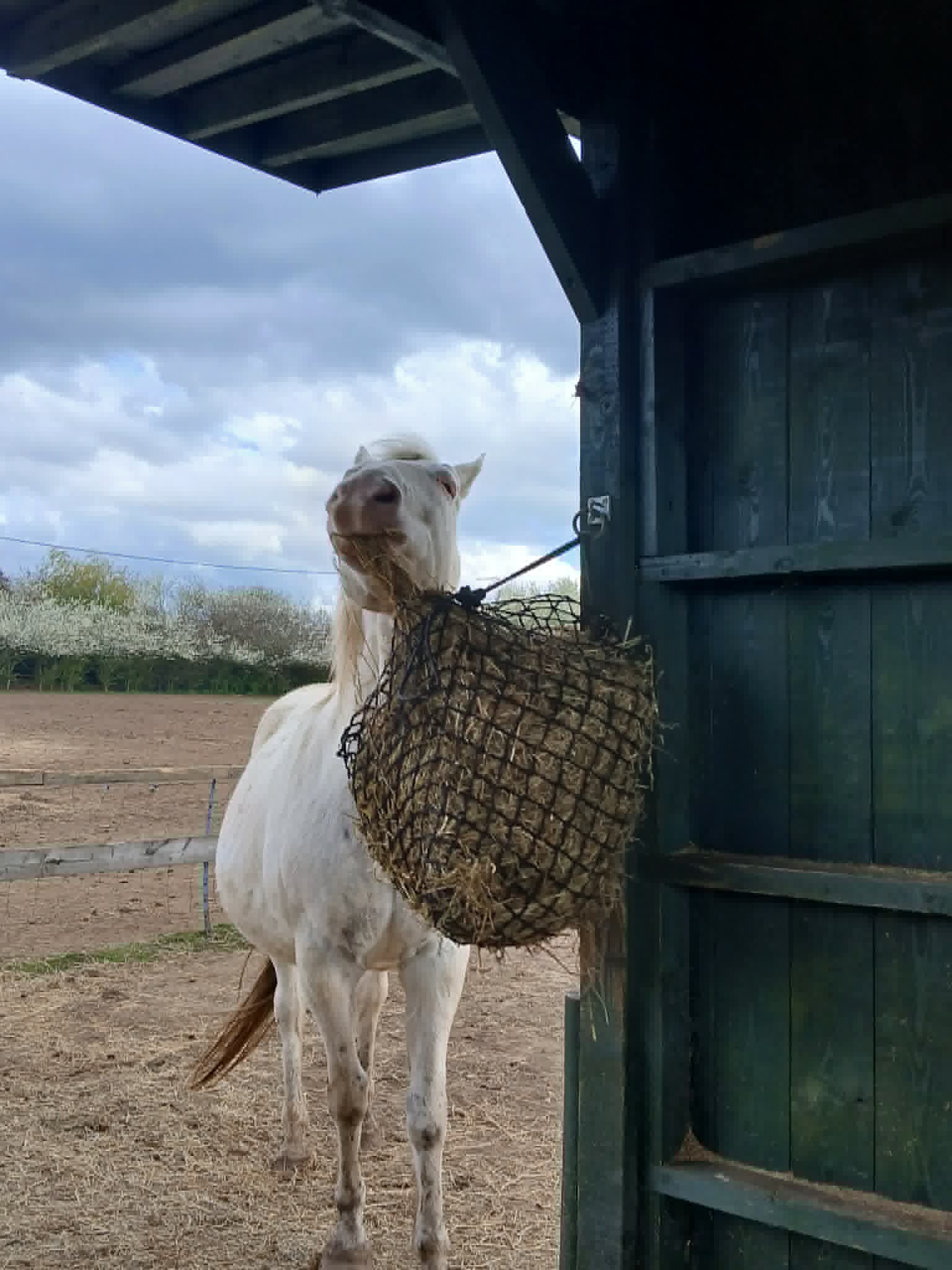 TAK Pony Rescue photo