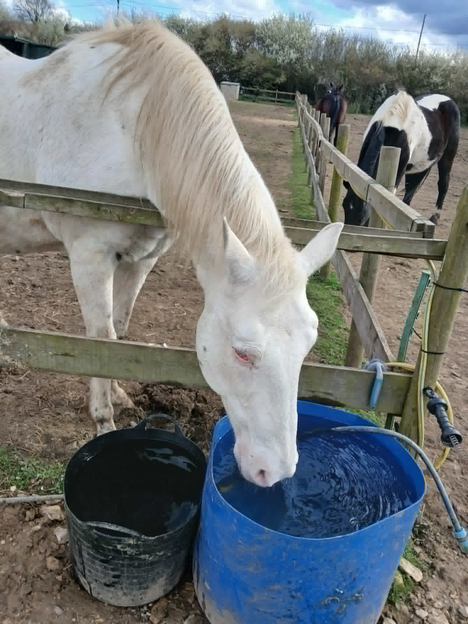 TAK Pony Rescue photo