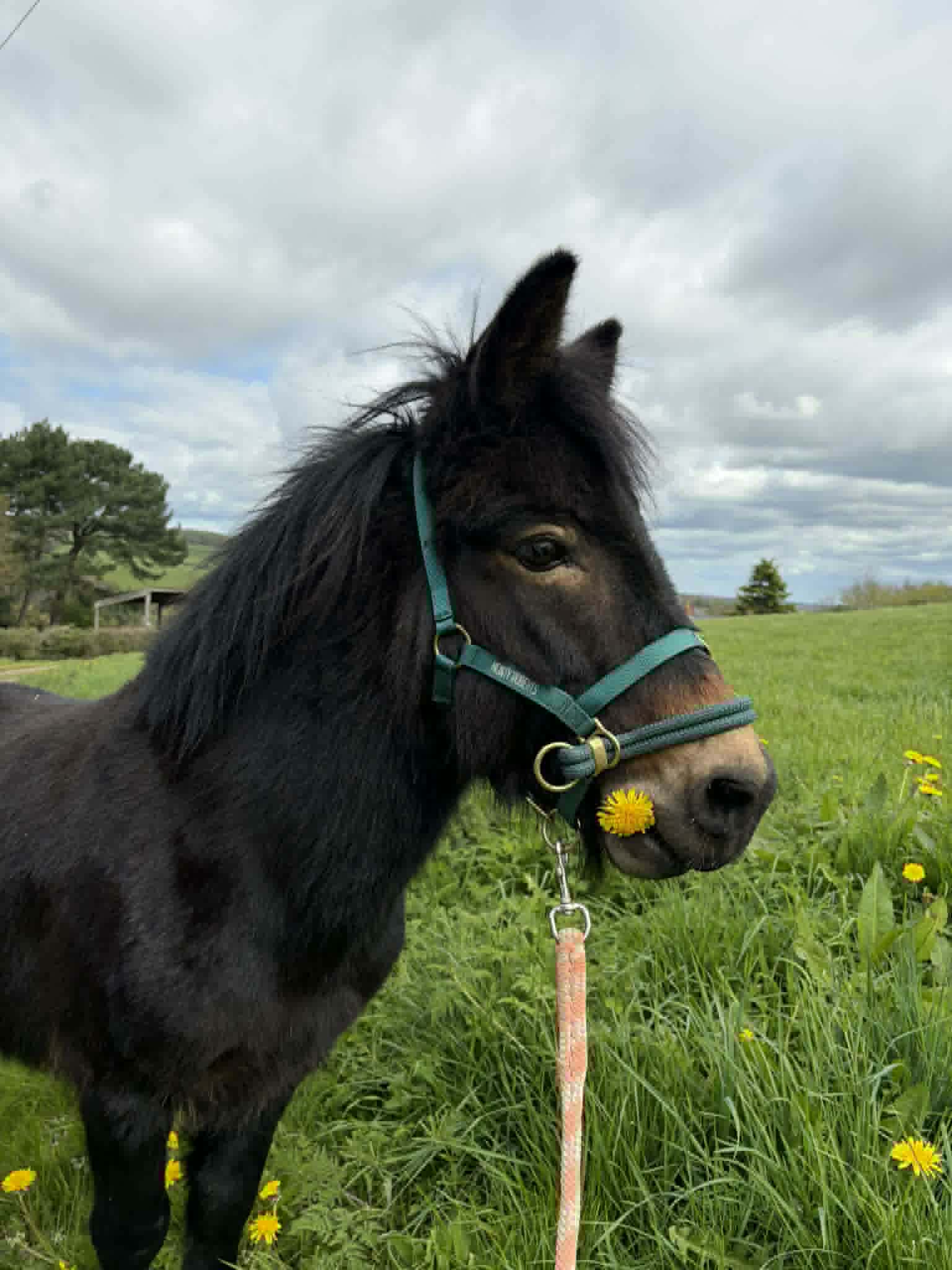 TAK Pony Rescue photo