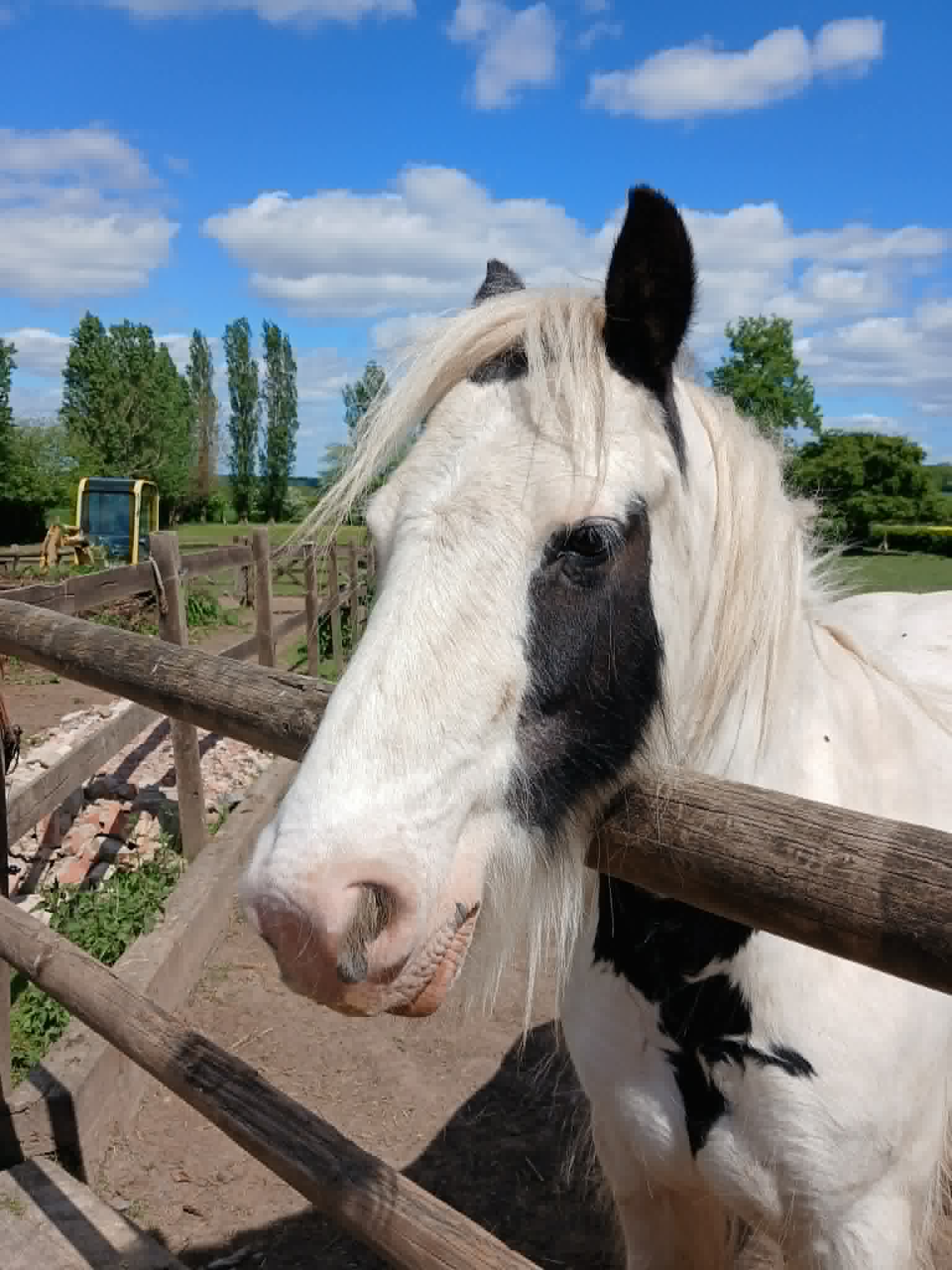 TAK Pony Rescue photo