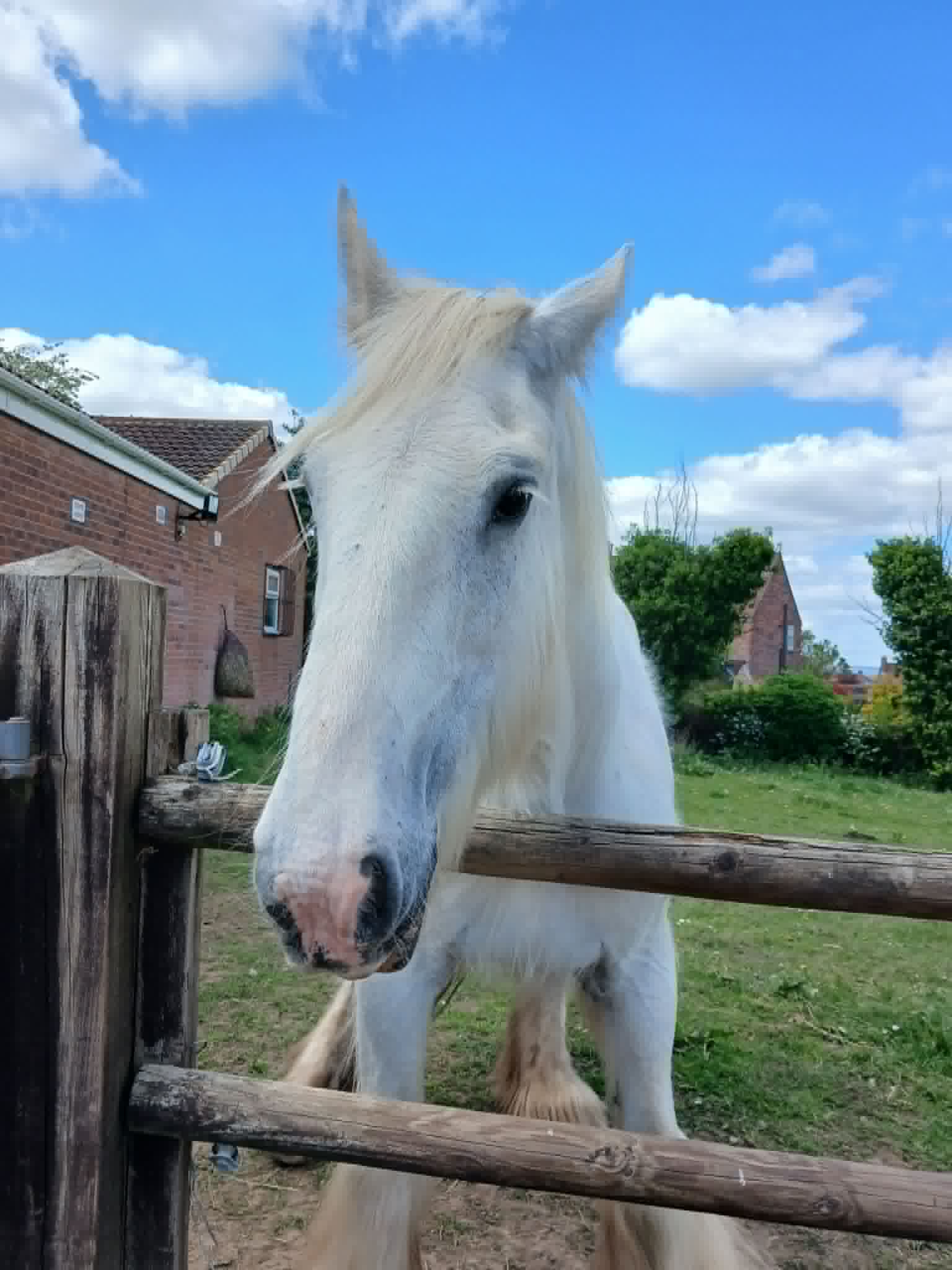 TAK Pony Rescue photo