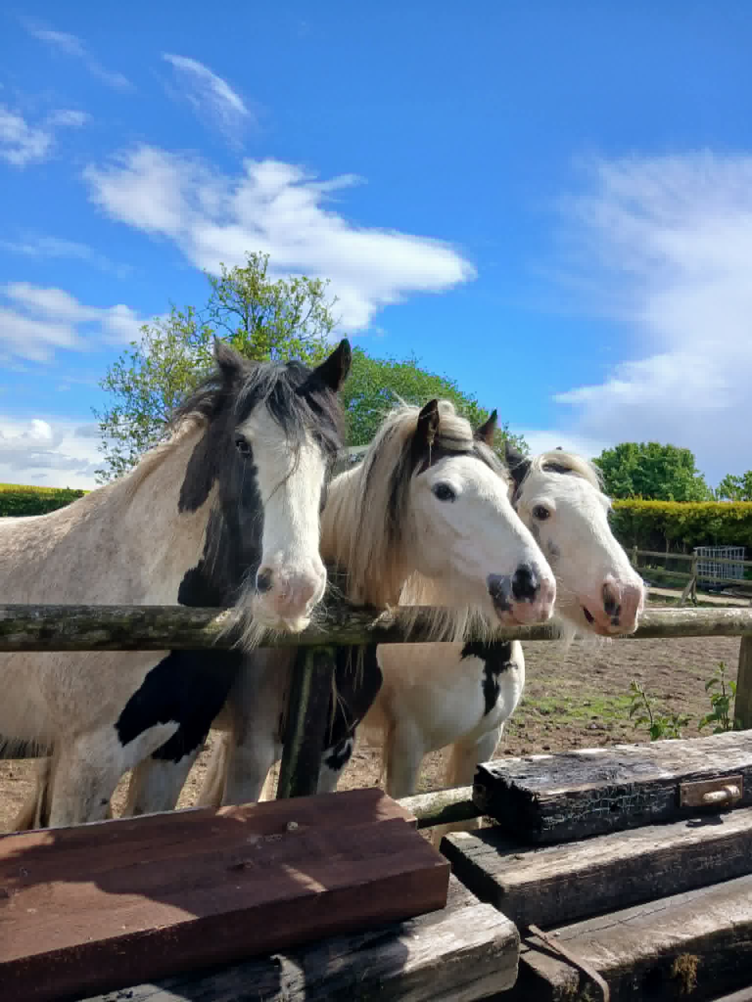 TAK Pony Rescue photo